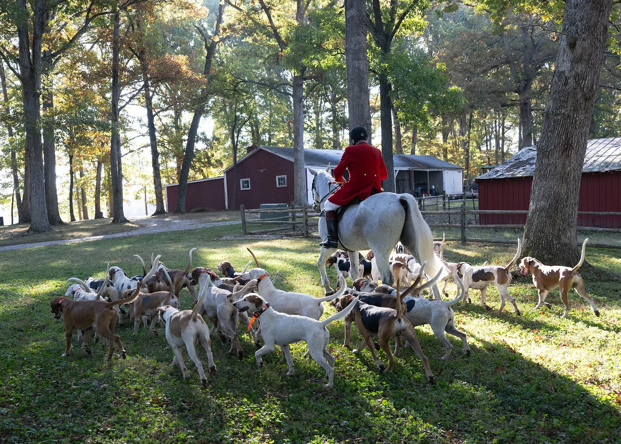 Rider in a red hunt coat surrounded by hounds at the 2024 Deep Run Hunt Club Opening Meet
